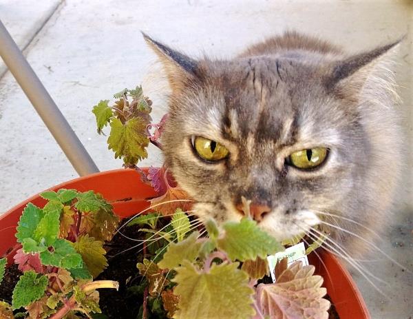 /Images/uploads/Humane Society of Utah/HSUCalendar/entries/736thumb.jpg